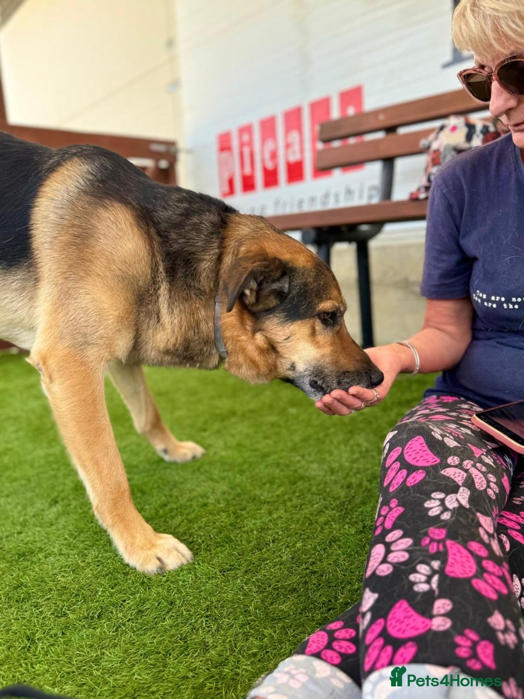 German Shepherd dogs for adoption: The sad story of Bruno - Advert 6