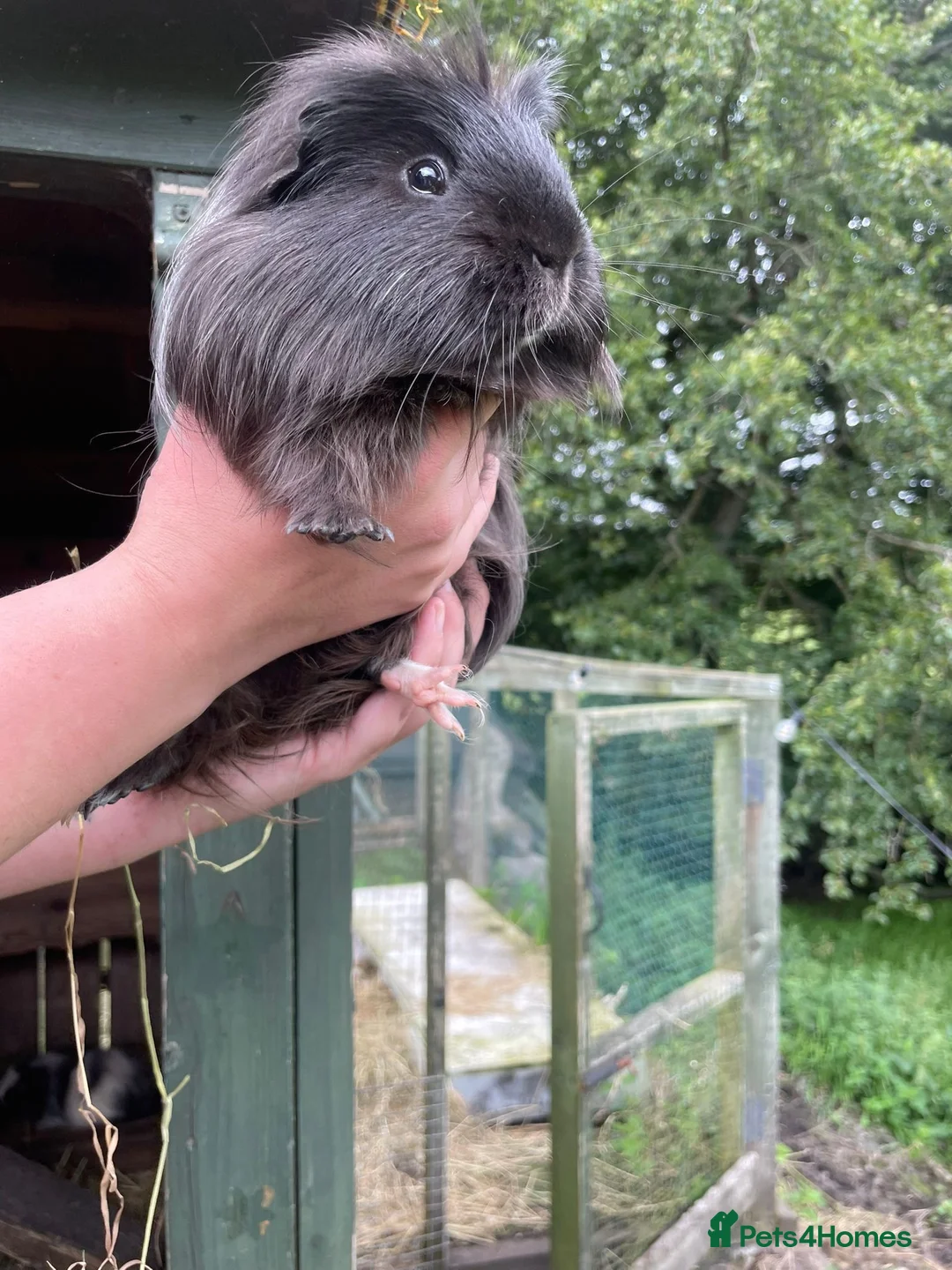 Guinea Pig rodents for sale: Guinea pigs  - Advert 3