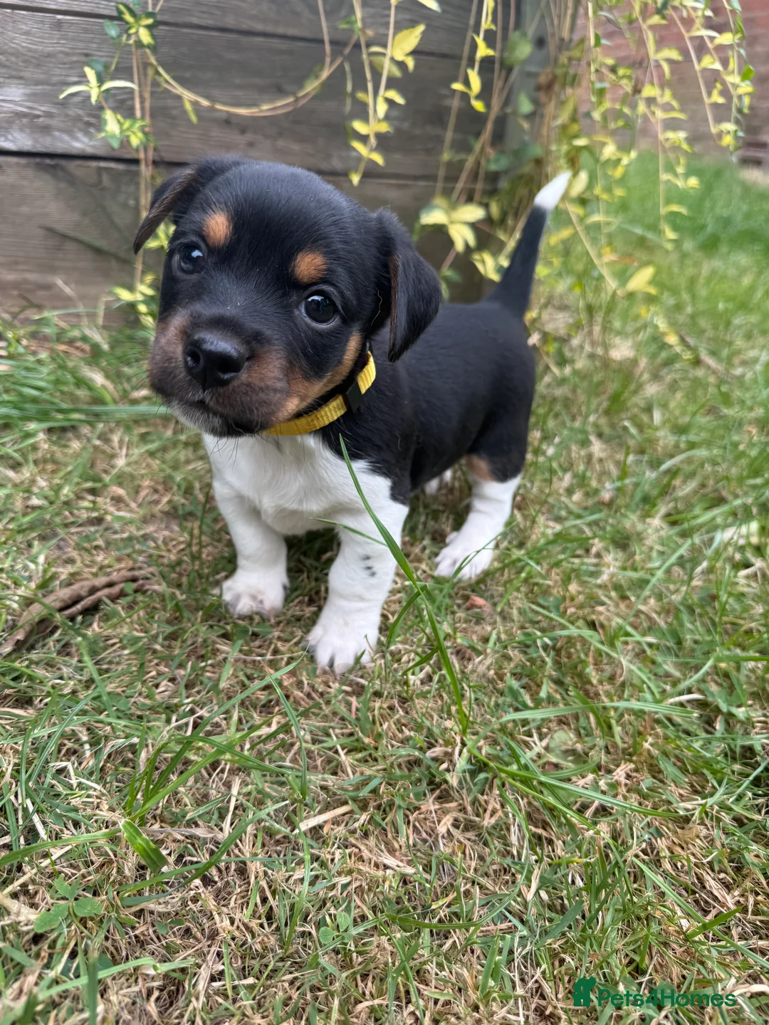 Mixed Breed dogs for sale: Beautiful Jack Russell x puppies - Advert 8