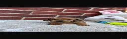 Dachshund dogs for sale: 5 gorgeous miniature dachshund puppy’s🐶 in Cullompton - Advert 3
