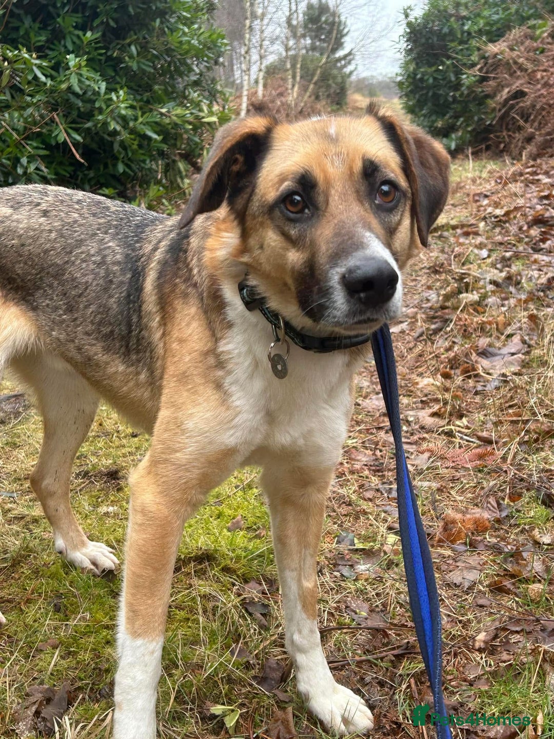 Mixed Breed dogs for adoption: Teddy - Norwich Norfolk  in Norwich - Image 2