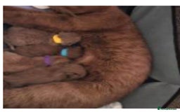 British Shorthair cats for sale: Chocolate male kitten  - Advert 5