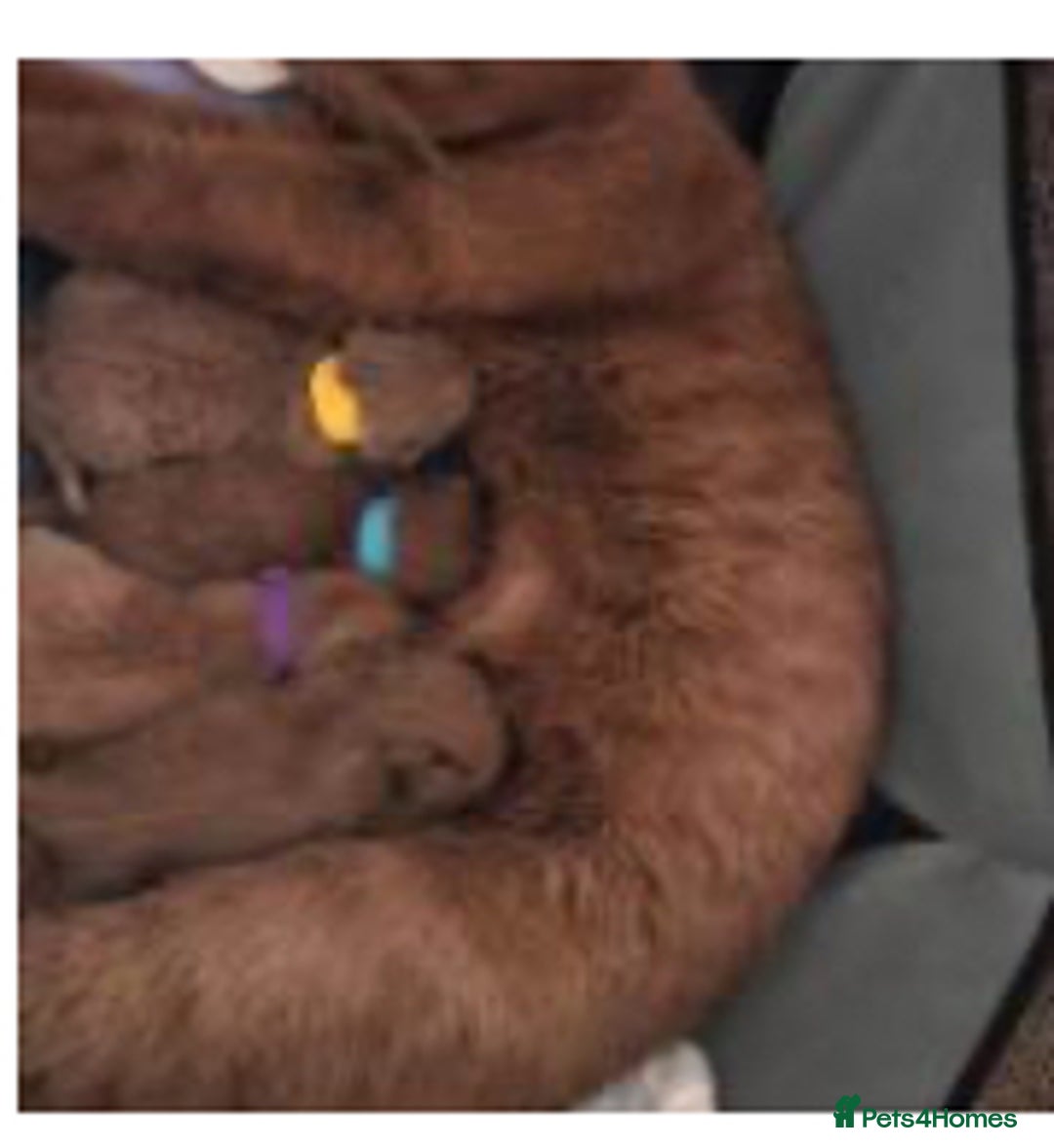 British Shorthair cats for sale: Chocolate male kitten  - Advert 5