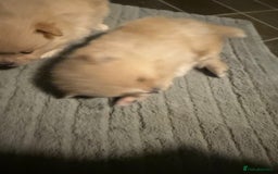 Pomeranian dogs for sale: Two Male Pomeranian’s!  - Advert 7