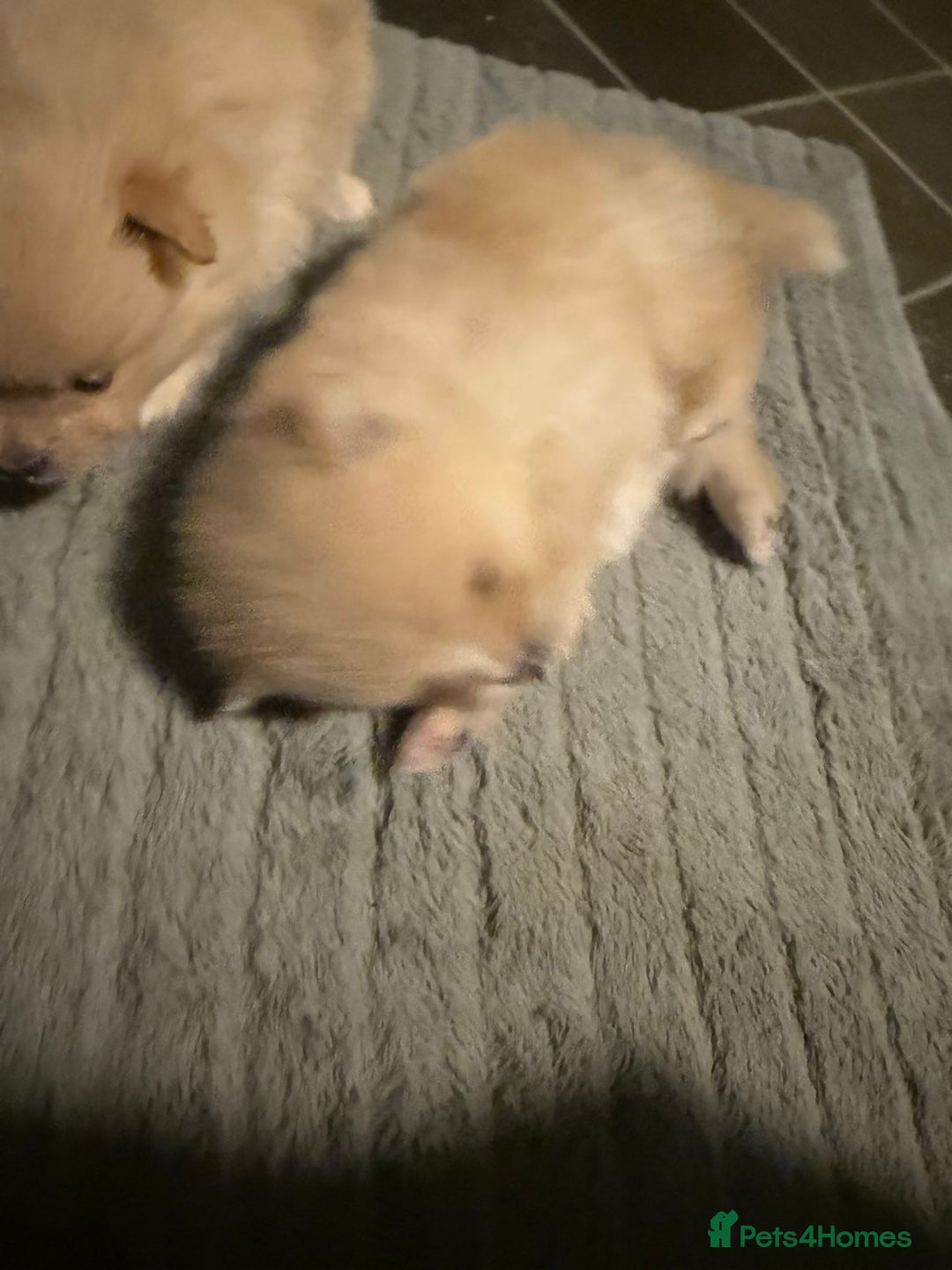 Pomeranian dogs for sale: Two Male Pomeranian’s!  - Advert 7