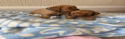 Cavapoo dogs for sale: 7 beautiful Cavapoo puppies  - Advert 7