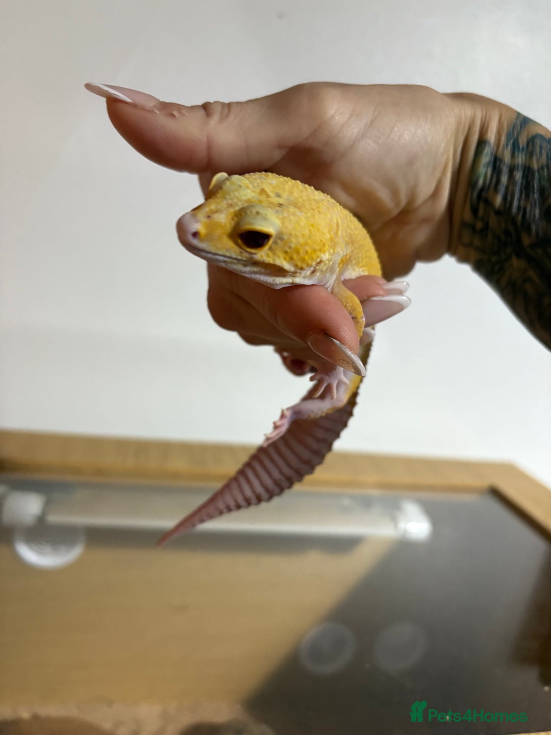 Gecko reptiles for sale: Super Hypo Tangerine leopard Gecko - Image 2