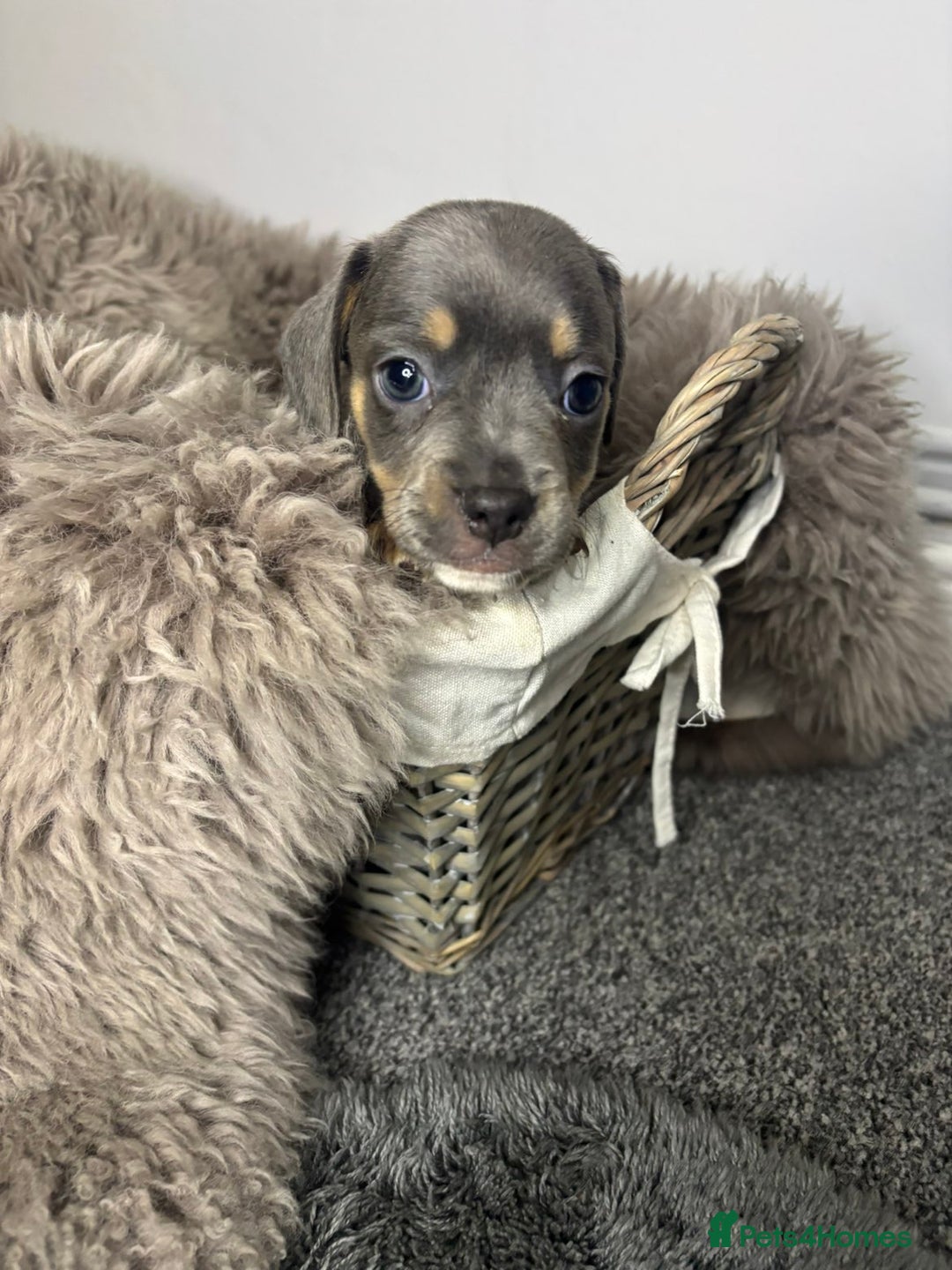 Mixed Breed dogs for sale: Beautiful litter of French bulldog x dachshund  - Advert 4