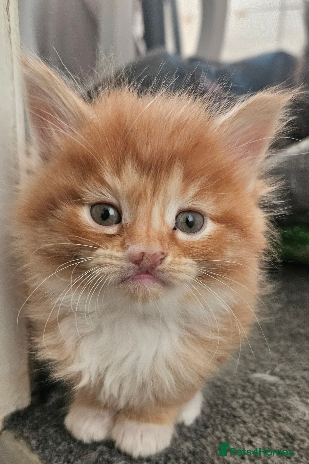 Mixed Breed cats for sale: Beautiful ginger mix long hair maine coon kittens - Advert 28