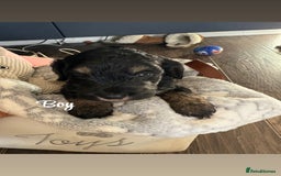 Cockapoo dogs for sale: Beautiful litter of cockapoos  - Image 11