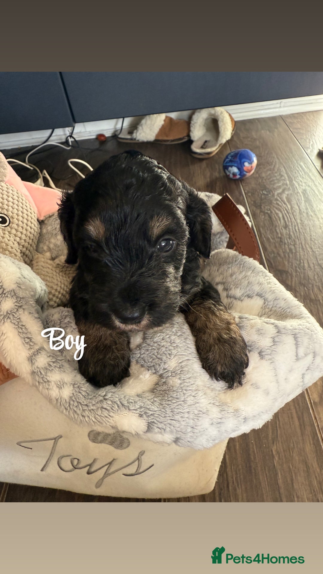 Cockapoo dogs for sale: Beautiful litter of cockapoos  - Image 11