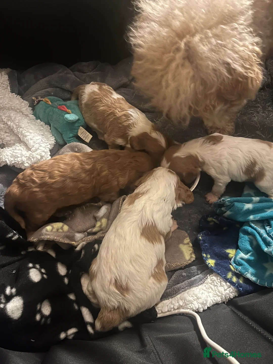 Cavapoo dogs for sale: cavapoo puppies  - Advert 11