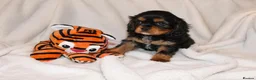 Cavalier King Charles Spaniel dogs for sale: Exceptional Cavalier King Charles Spaniel Puppies in Romsey - Advert 10