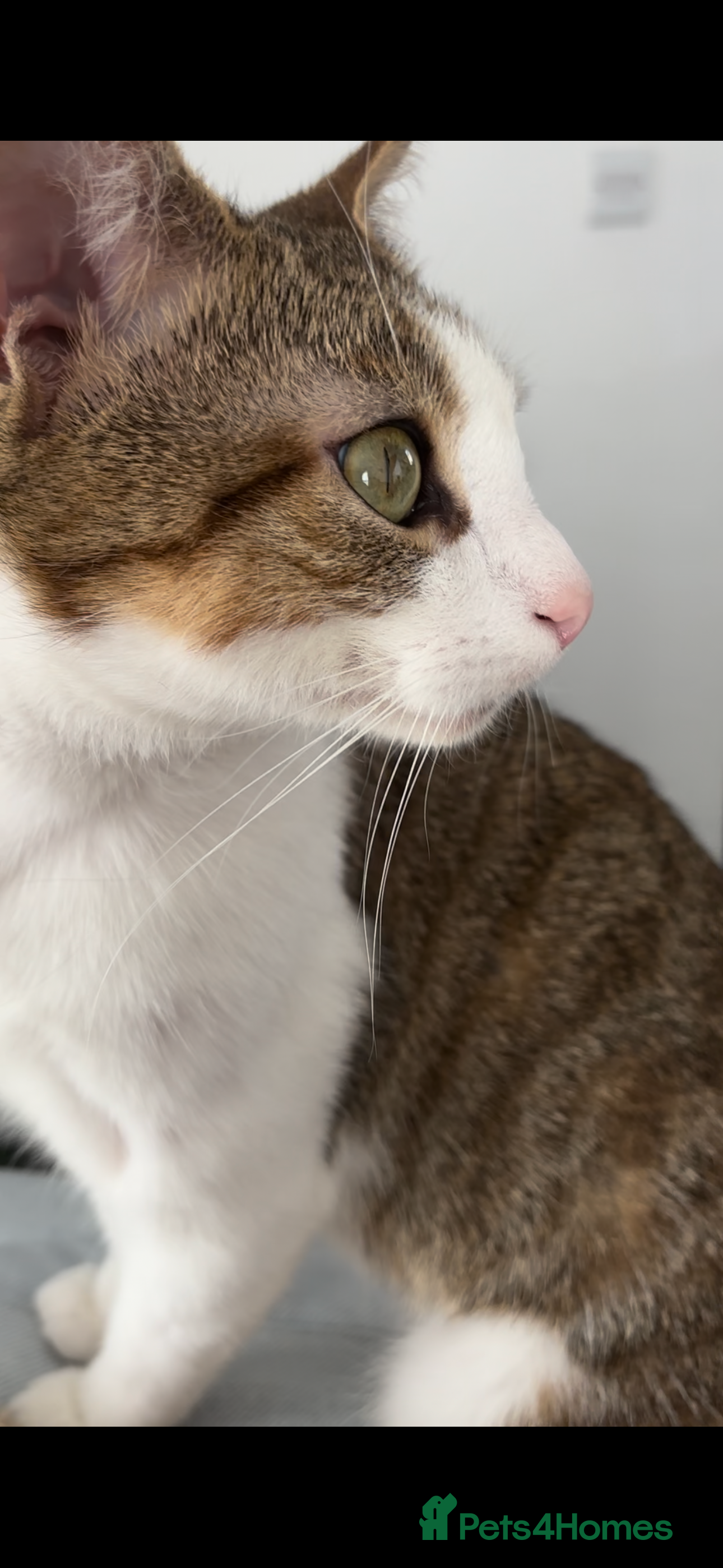 Mixed Breed cats Male cat, approx 3 years old - Advert 1