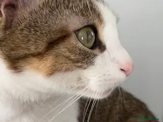 Mixed Breed cats Male cat, approx 3 years old - Advert 1