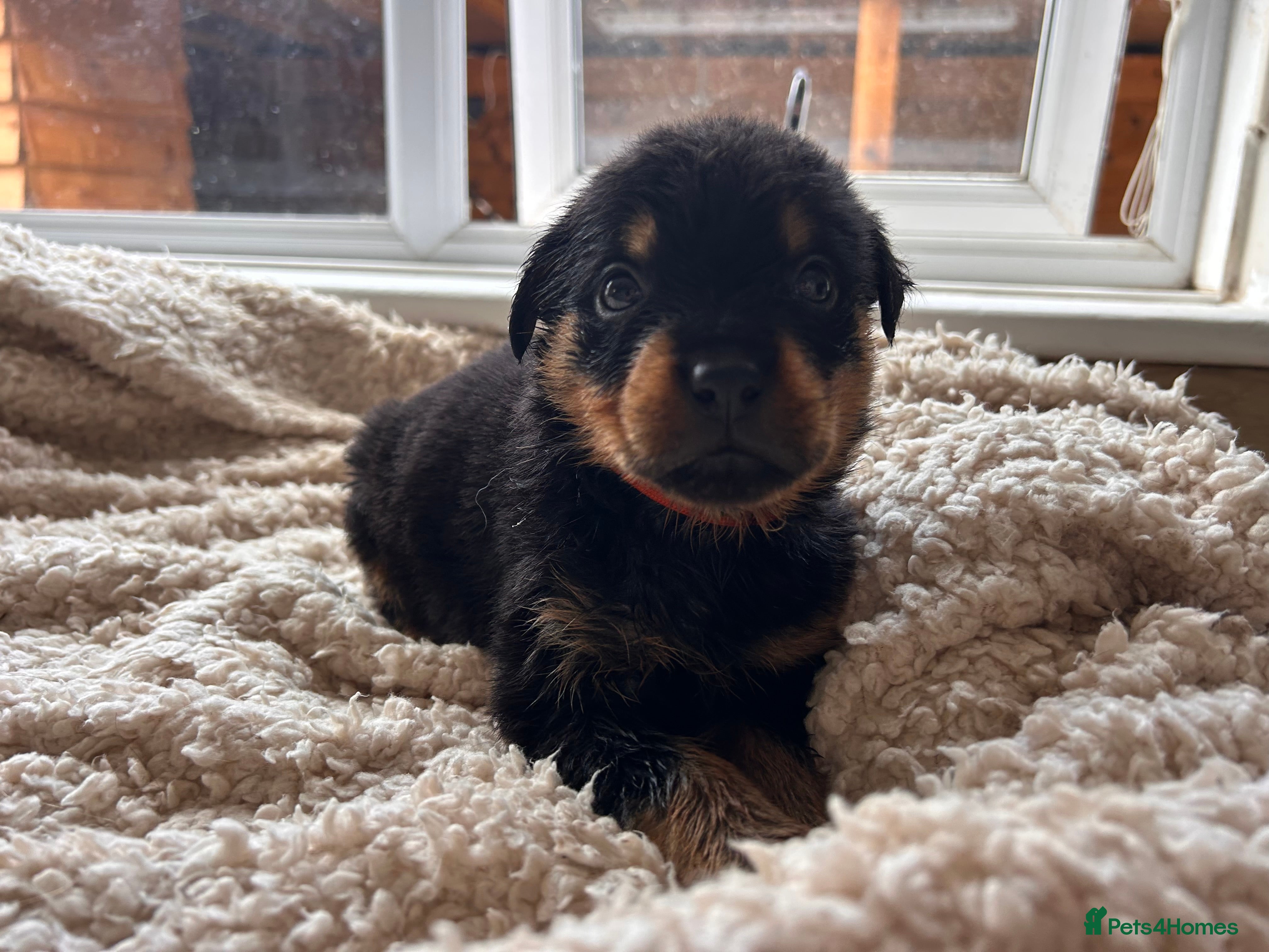 Rottweiler dogs Beautiful Rottweiler Pups  - Advert 11