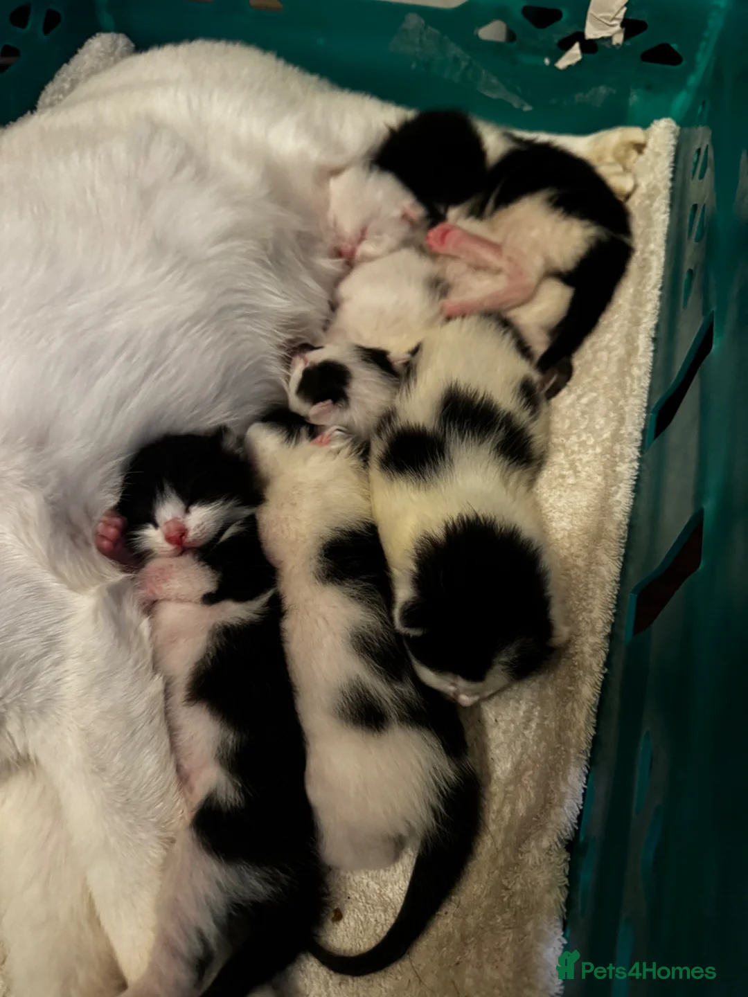 Mixed Breed cats for sale: kittens for reservation  - Advert 2