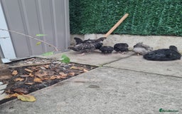 Chickens poultry for sale: 7 week old poulets for sale - Image 3