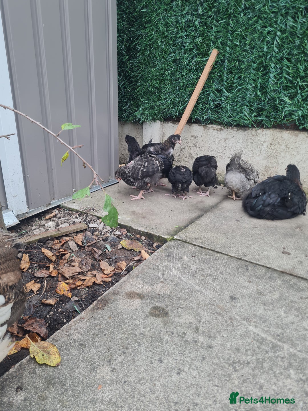 Chickens poultry for sale: 7 week old poulets for sale - Image 3