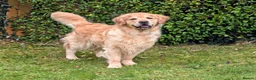 Golden Retriever dogs for stud: Cesarka Golden Retrievers - Advert 4