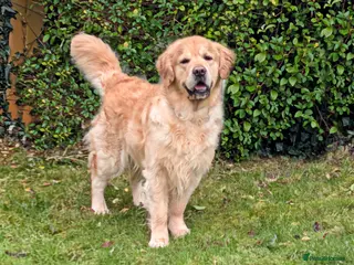 Golden Retriever dogs Cesarka Golden Retrievers in Conwy - Advert 17