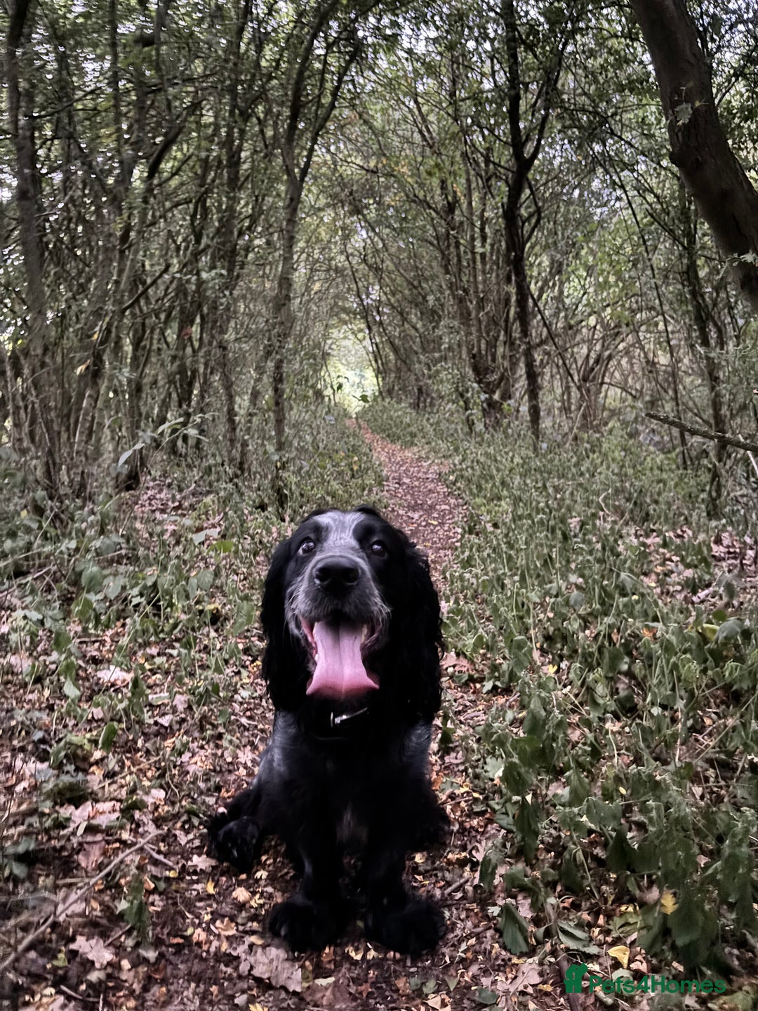 Cocker Spaniel dogs for sale: Scooby cocker spaniel - Advert 4