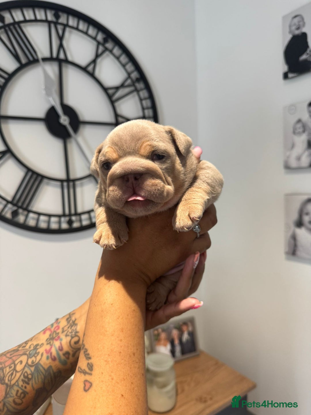 English Bulldog dogs for sale: English bulldog male pups for sale - Image 4