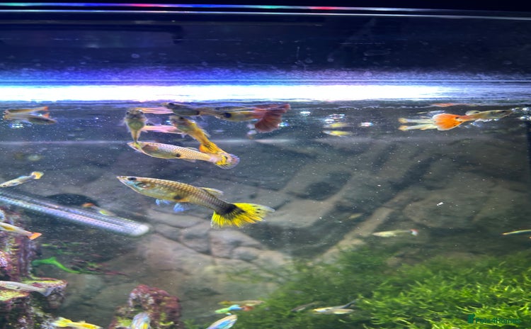 Other/Mixed Breed fish - Advert 1