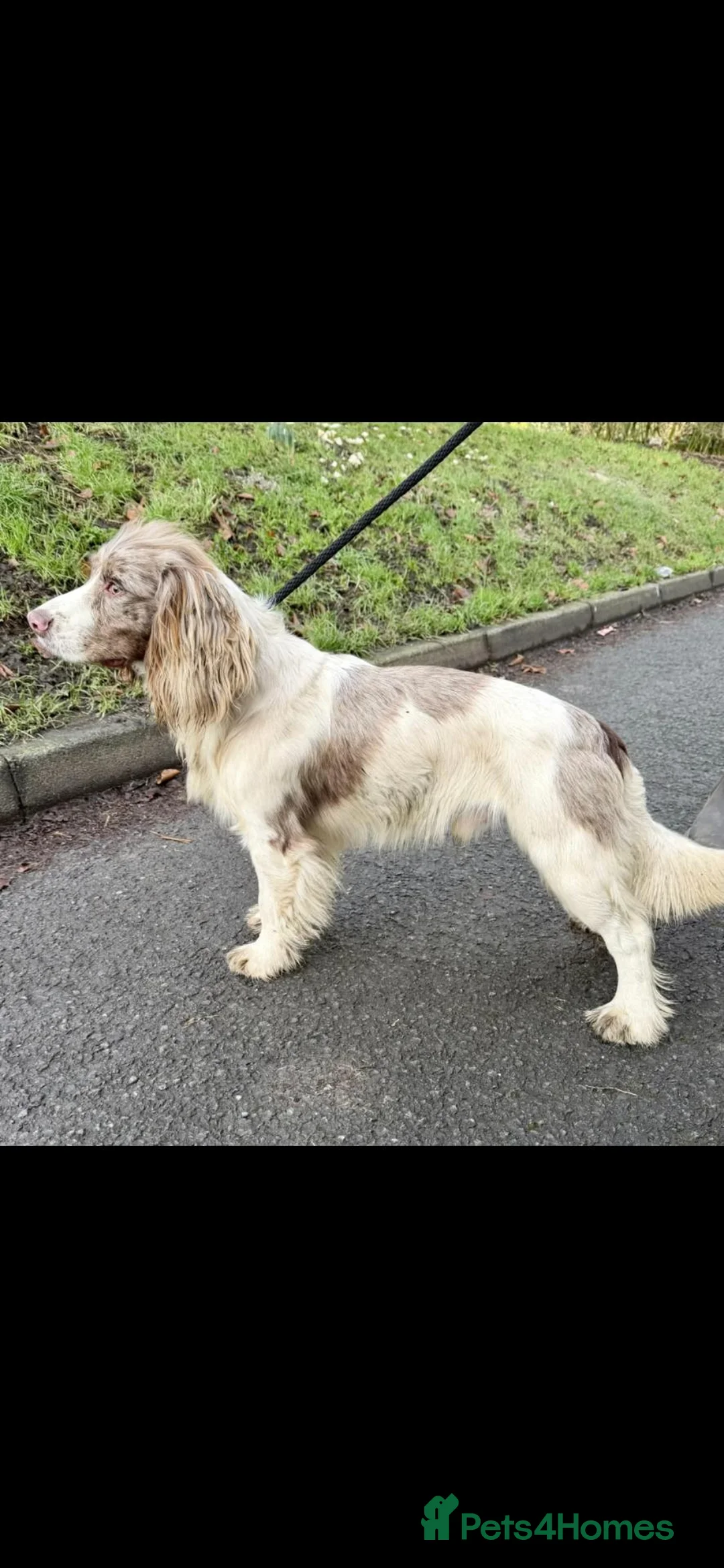 Cocker Spaniel dogs for sale: Amazing Merle Cocker Spaniel  - Advert 6