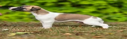 Whippet dogs for sale: Pedigree bred show whippets  - Advert 11