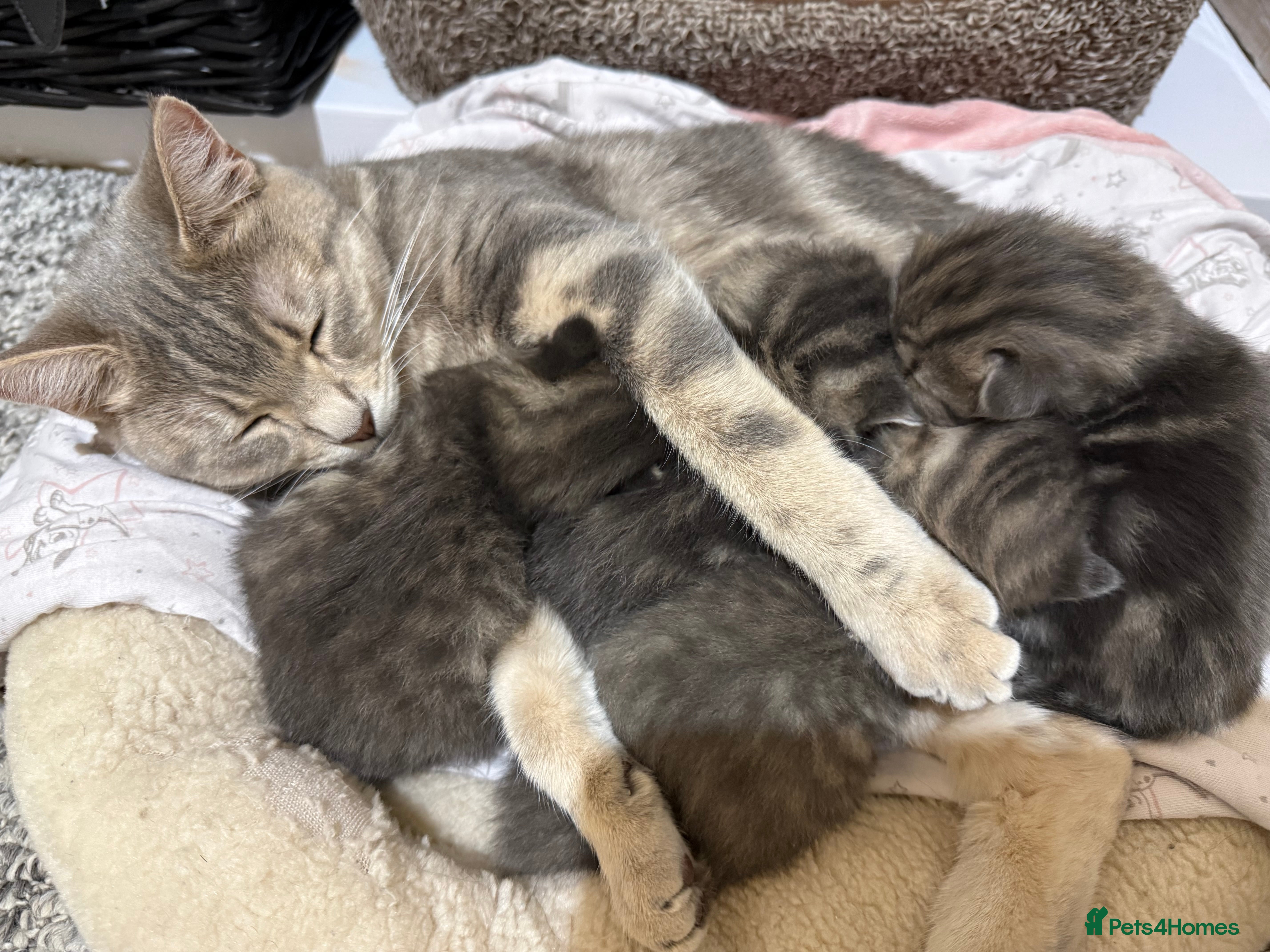 Mixed Breed cats 4 Healthy adorable Fluffy Tabby kittens  - Advert 1