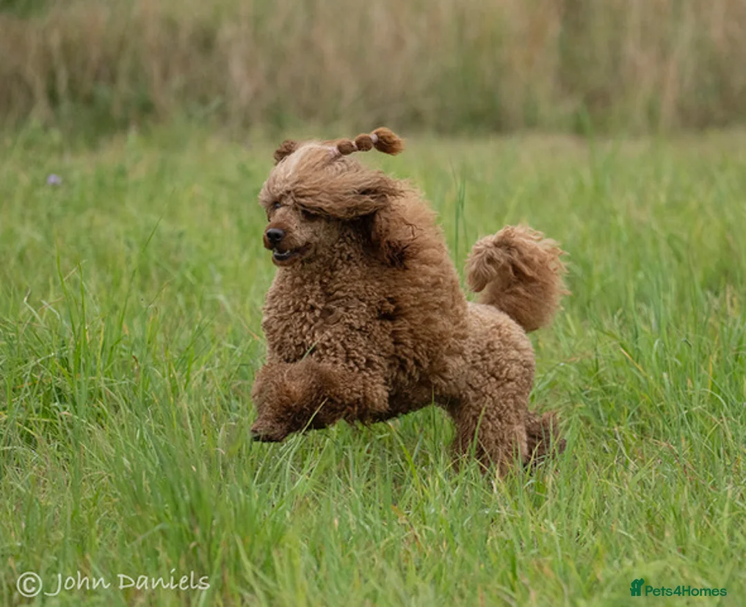 Miniature Poodle dogs for sale: Stunning litter, 6th gen of my red min poodles - Advert 7