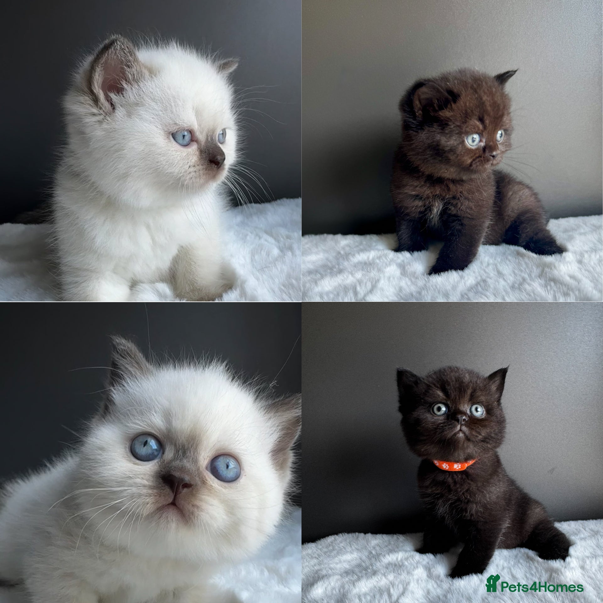 British Shorthair cats British shorthair kittens  - Advert 1