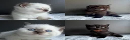 British Shorthair cats for sale: British shorthair kittens  - Advert 1