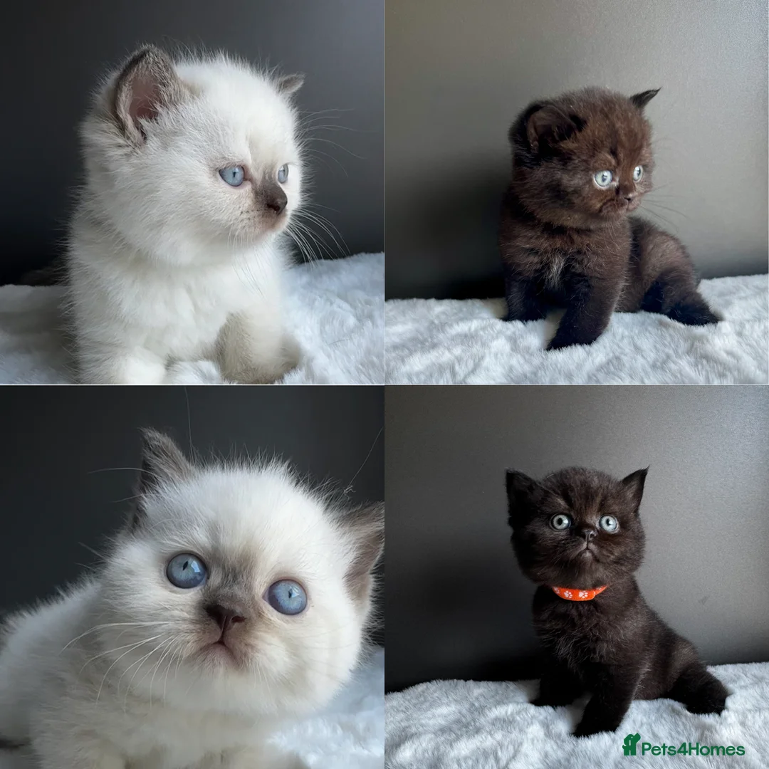 British Shorthair cats for sale: British shorthair kittens  - Advert 1