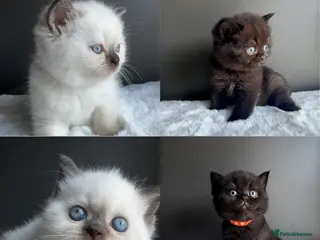 British Shorthair cats for sale: British shorthair kittens - Advert 1