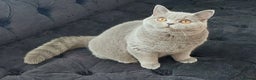 British Shorthair cats for sale: ‼️PRESTIGIOUS‼️🏆CH SIRED FEMAL - Advert 20