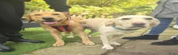 Labrador Retriever dogs for sale: Grey  in Bradford - Advert 2