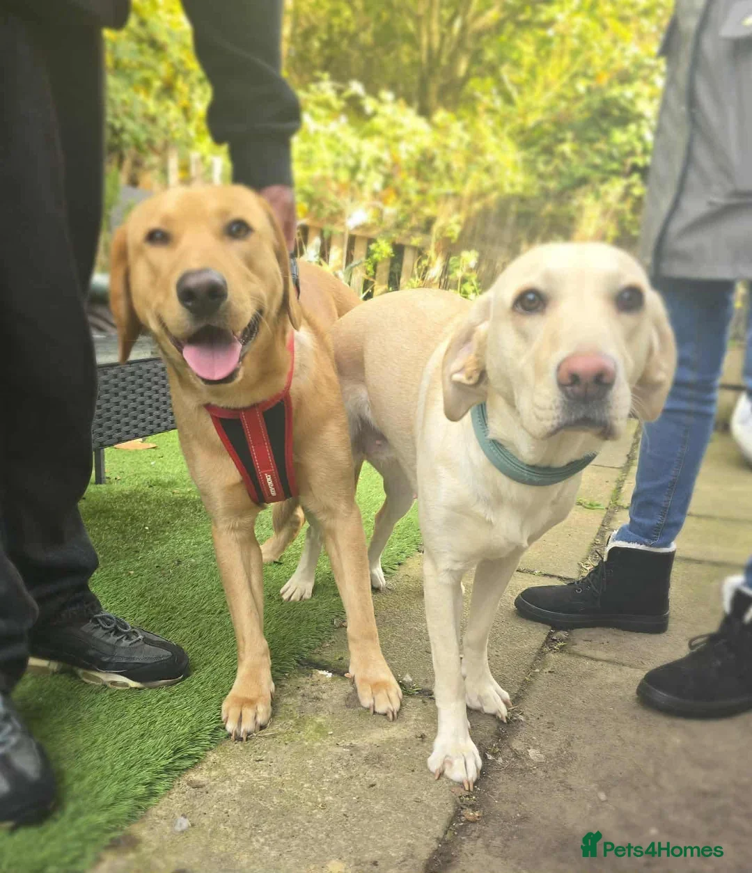 Labrador Retriever dogs for sale: Grey  in Bradford - Advert 2