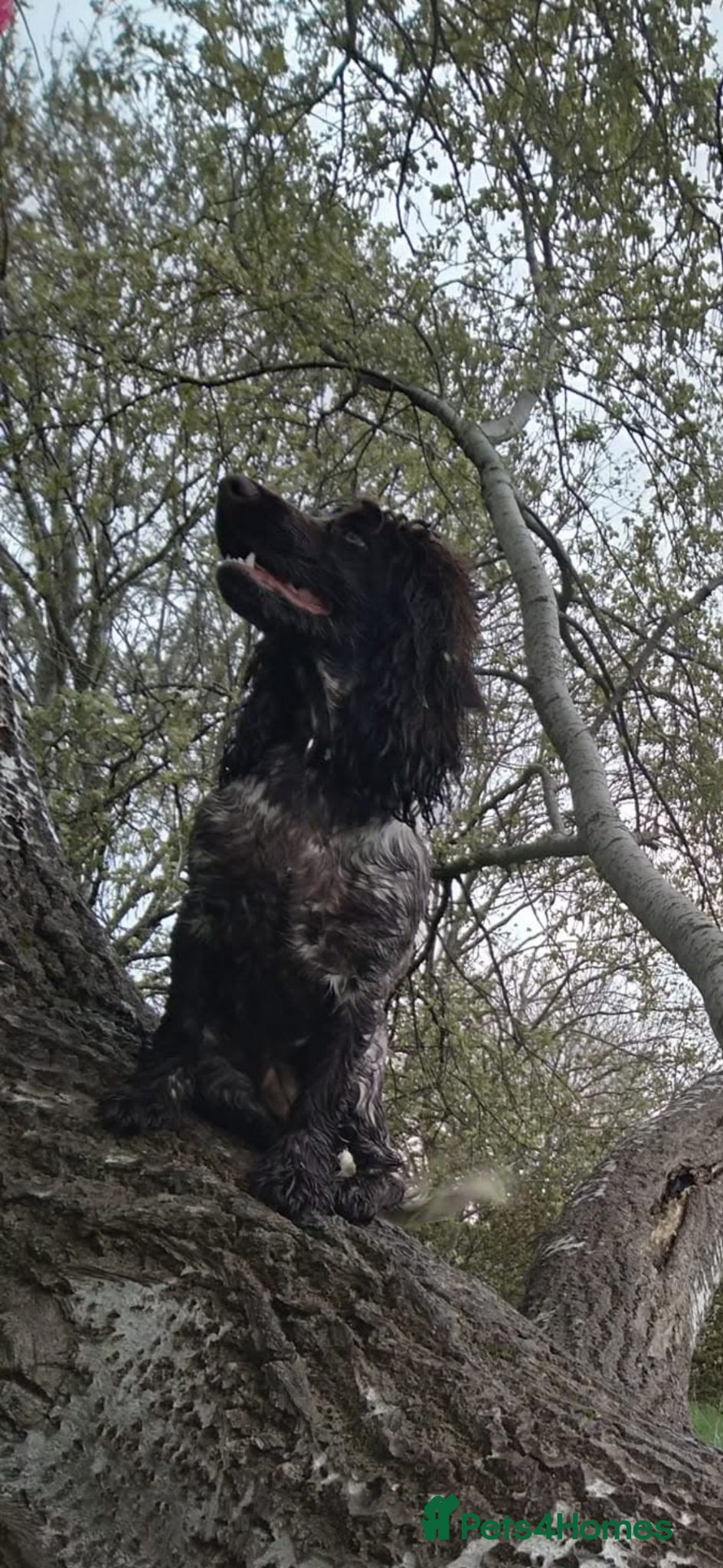 Cocker Spaniel dogs Kc female cocker spaniel - Advert 7