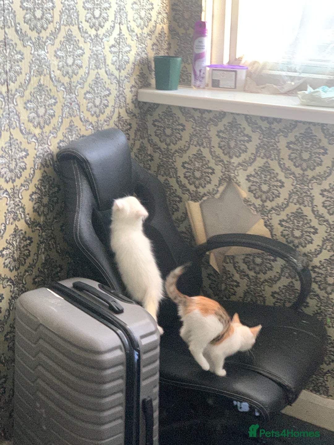 British Shorthair cats for sale: 3 Kitten ready to leave today  - Advert 21