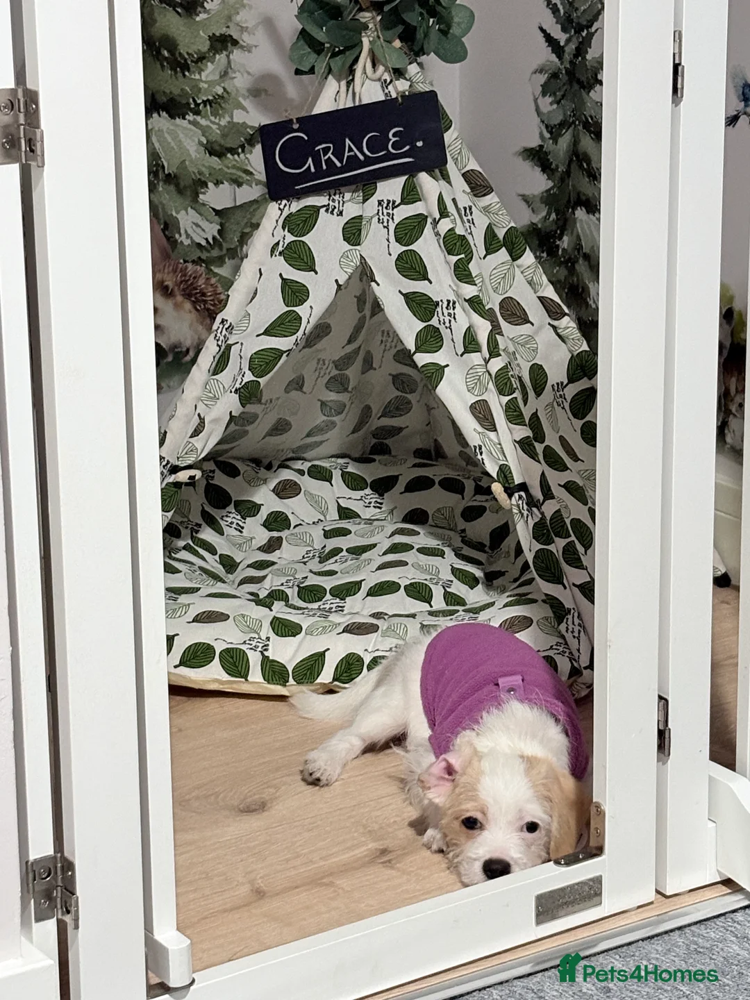 Chipoo dogs for sale: Chipoo female puppy,  - Advert 3