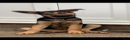 German Shepherd dogs for sale: Bailey - Advert 6