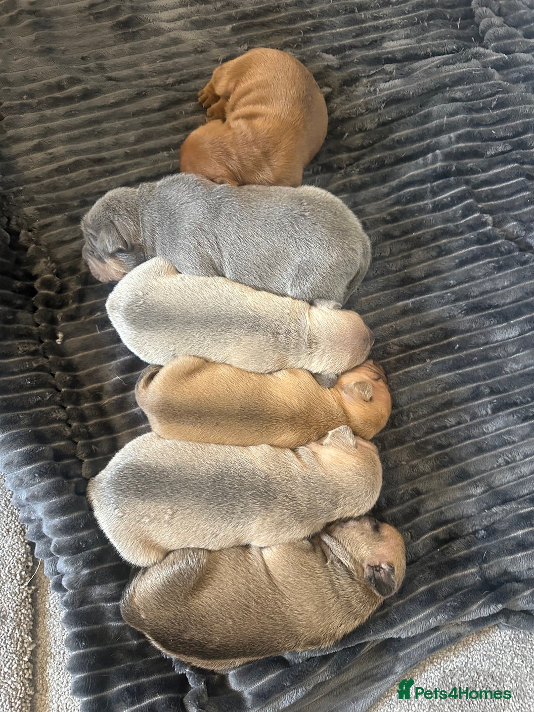 Mixed Breed dogs for sale: French bulldog X English bulldog  - Image 14