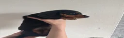 Miniature Dachshund dogs for sale: Mini dachshund  - Advert 6