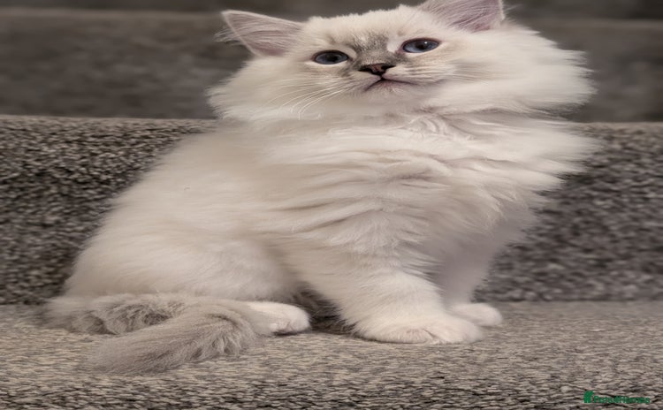 Ragdoll cats Ragdoll Kittens  - Advert 13