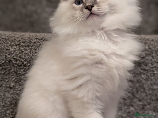 Ragdoll cats Ragdoll Kittens - Advert 18