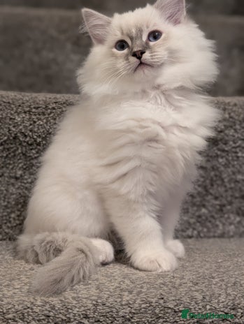 Ragdoll cats Ragdoll Kittens - Advert 13