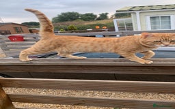 Mixed Breed cats for sale: Bengal x Spyhnx kittens  - Image 5