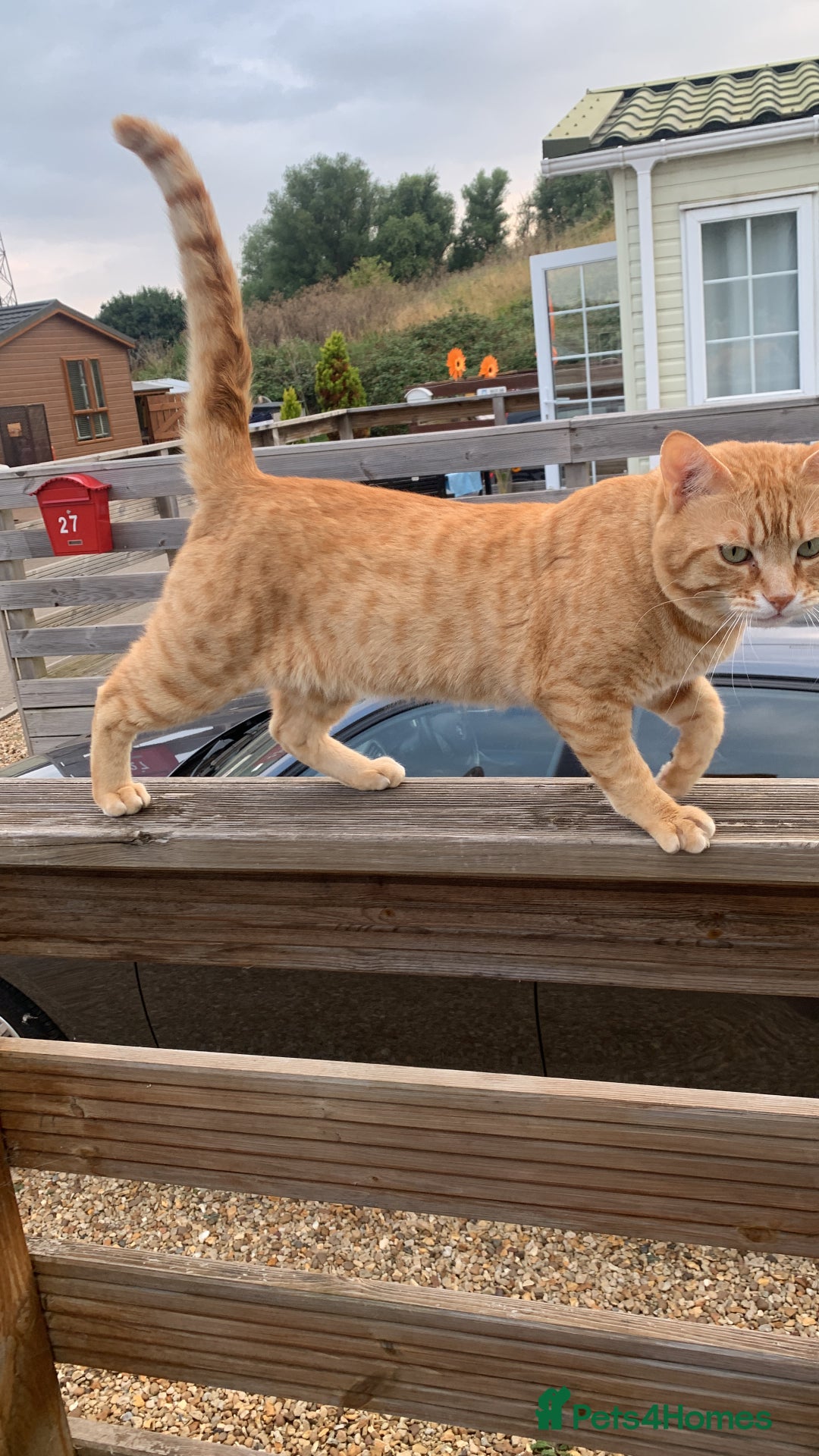 Mixed Breed cats for sale: Bengal x Spyhnx kittens  - Image 5